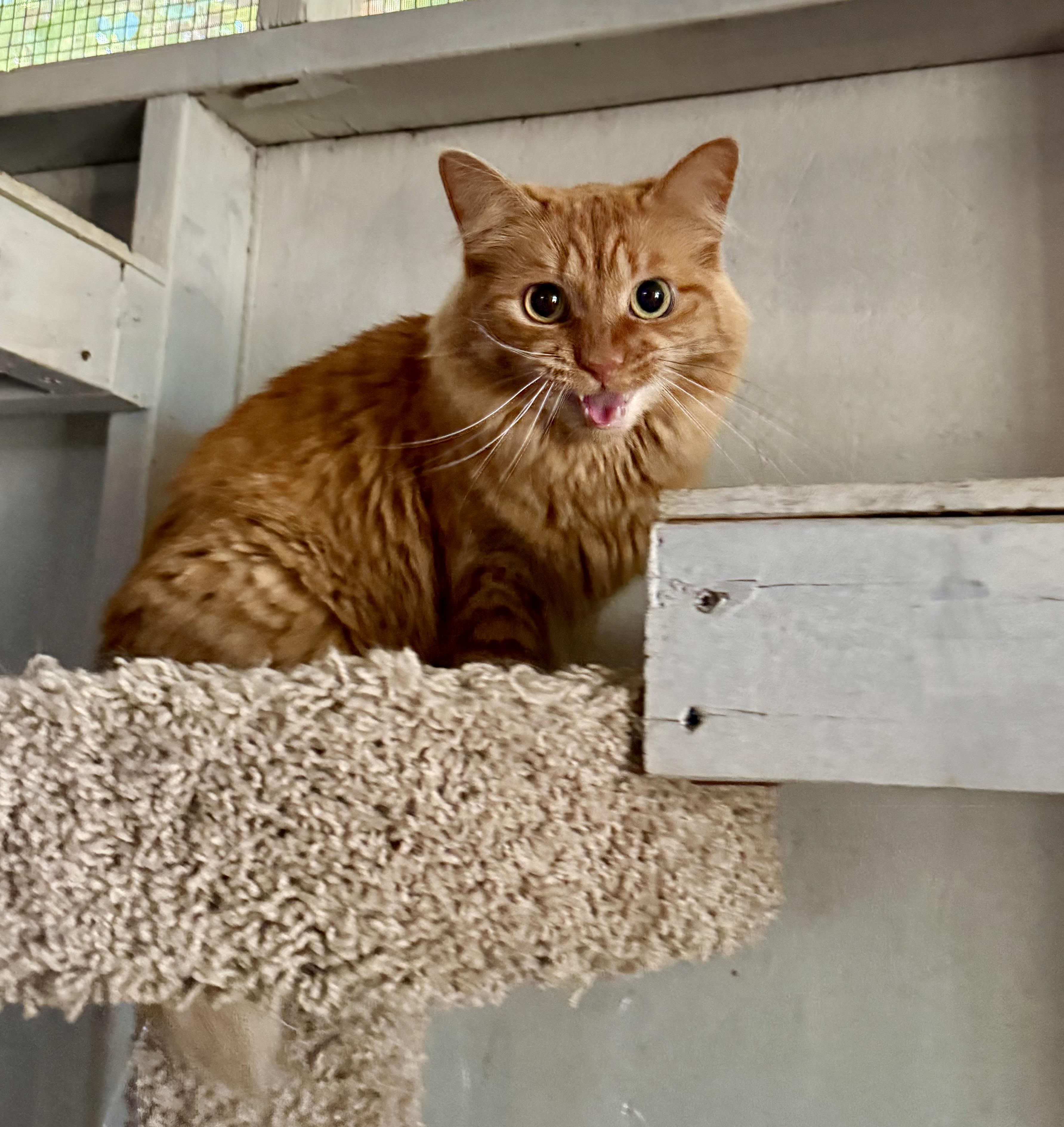 Hannah, Adoptable, Adult Female Domestic Medium Hair.