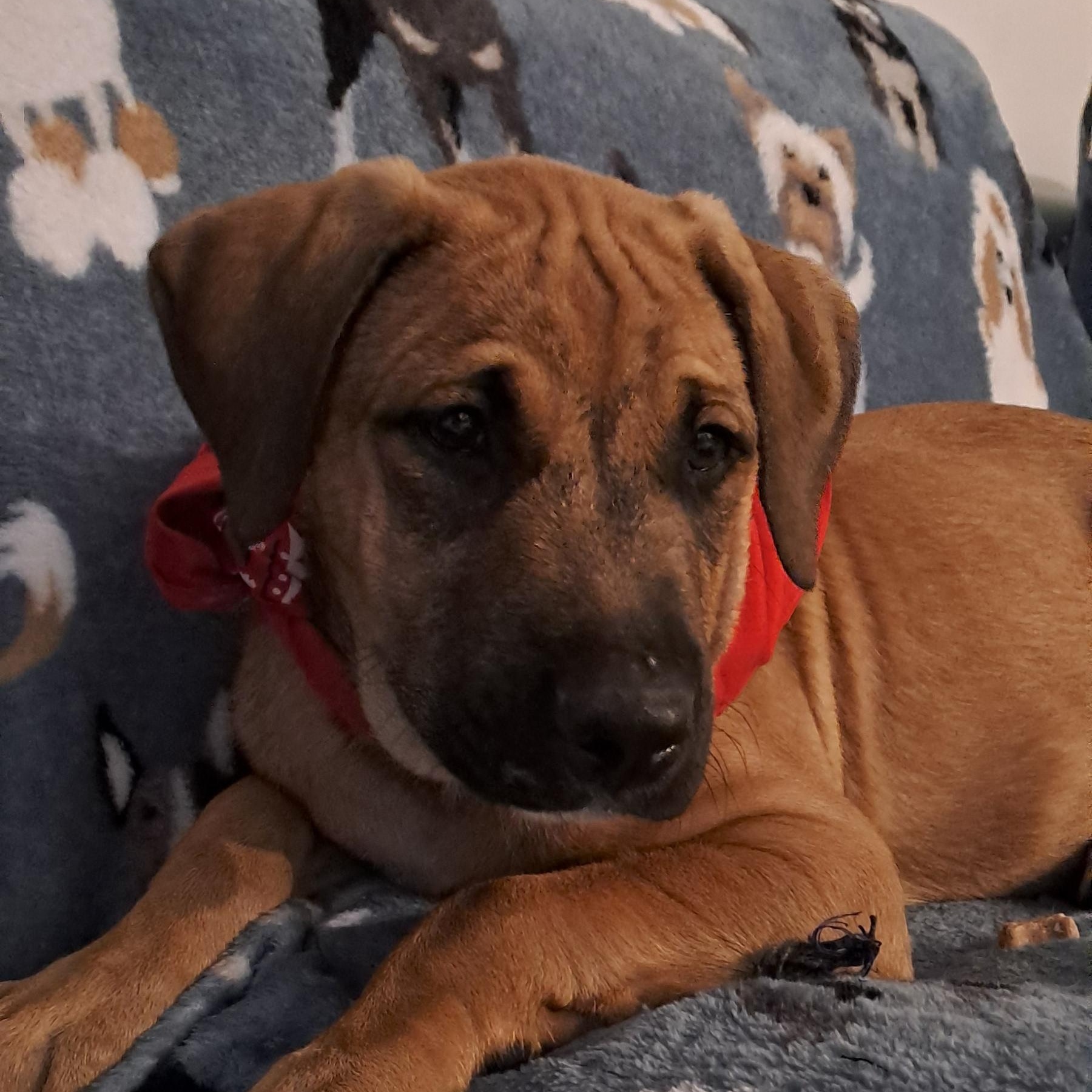 Enlarge Simba, a Adopted mixed breed in Miami, FL image 1/4