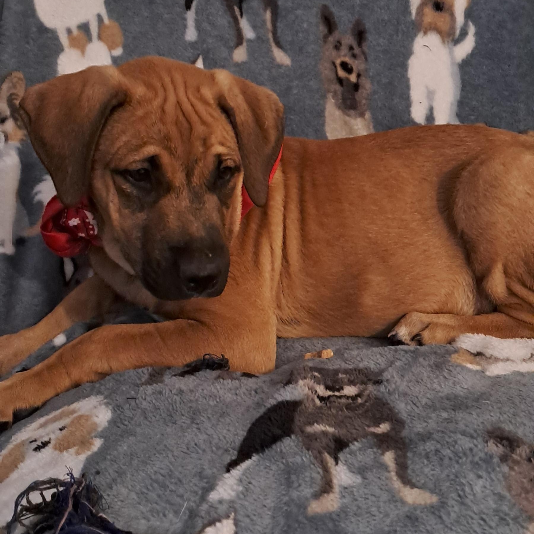 Enlarge Simba, a Adopted mixed breed in Miami, FL image 3/4