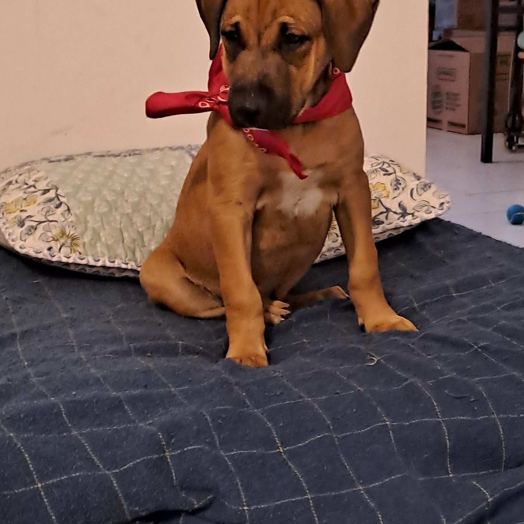 Enlarge Simba, a Adopted mixed breed in Miami, FL image 4/4