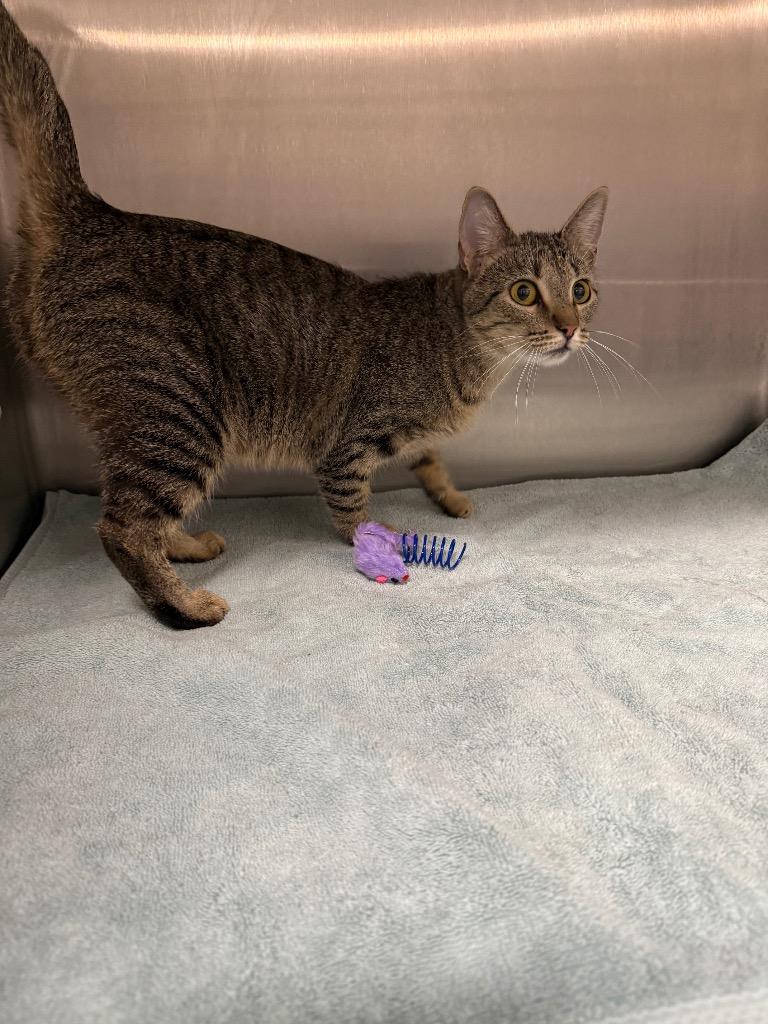 Joy, Adoptable, Young Female Domestic Short Hair.