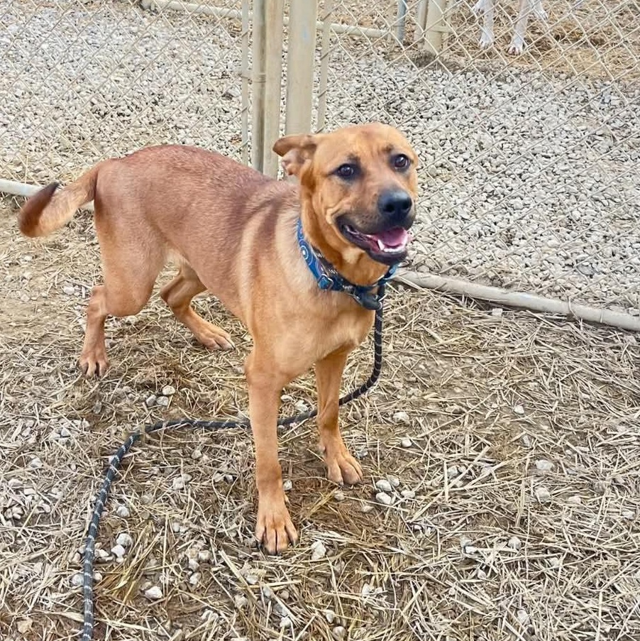 Jean, a Adoptable mixed breed in Warren, OH image 3/3