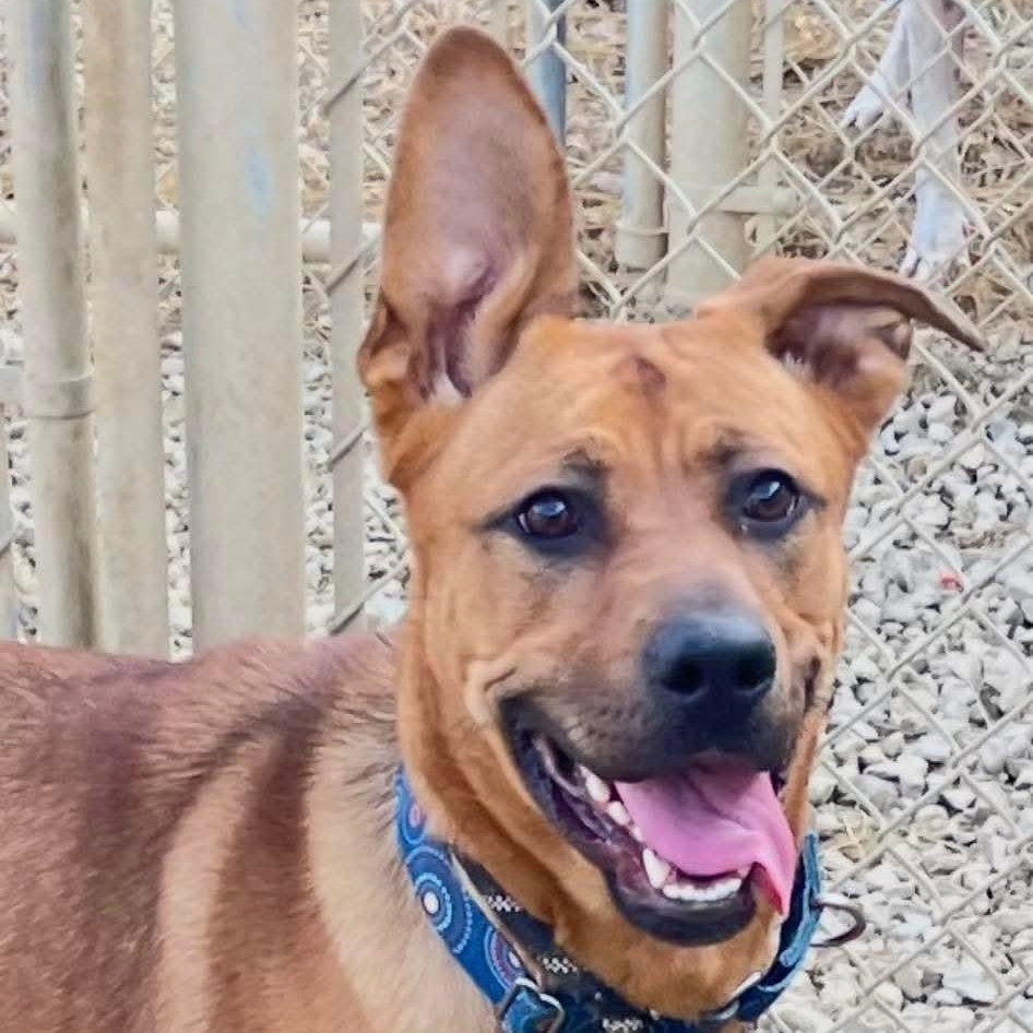 Jean, a Adoptable mixed breed in Warren, OH image 1/3