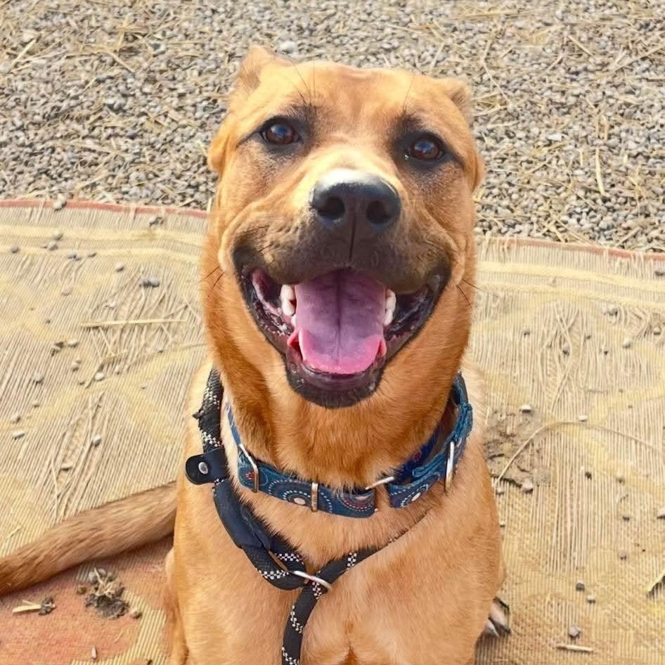 Jean, a Adoptable mixed breed in Warren, OH image 2/3