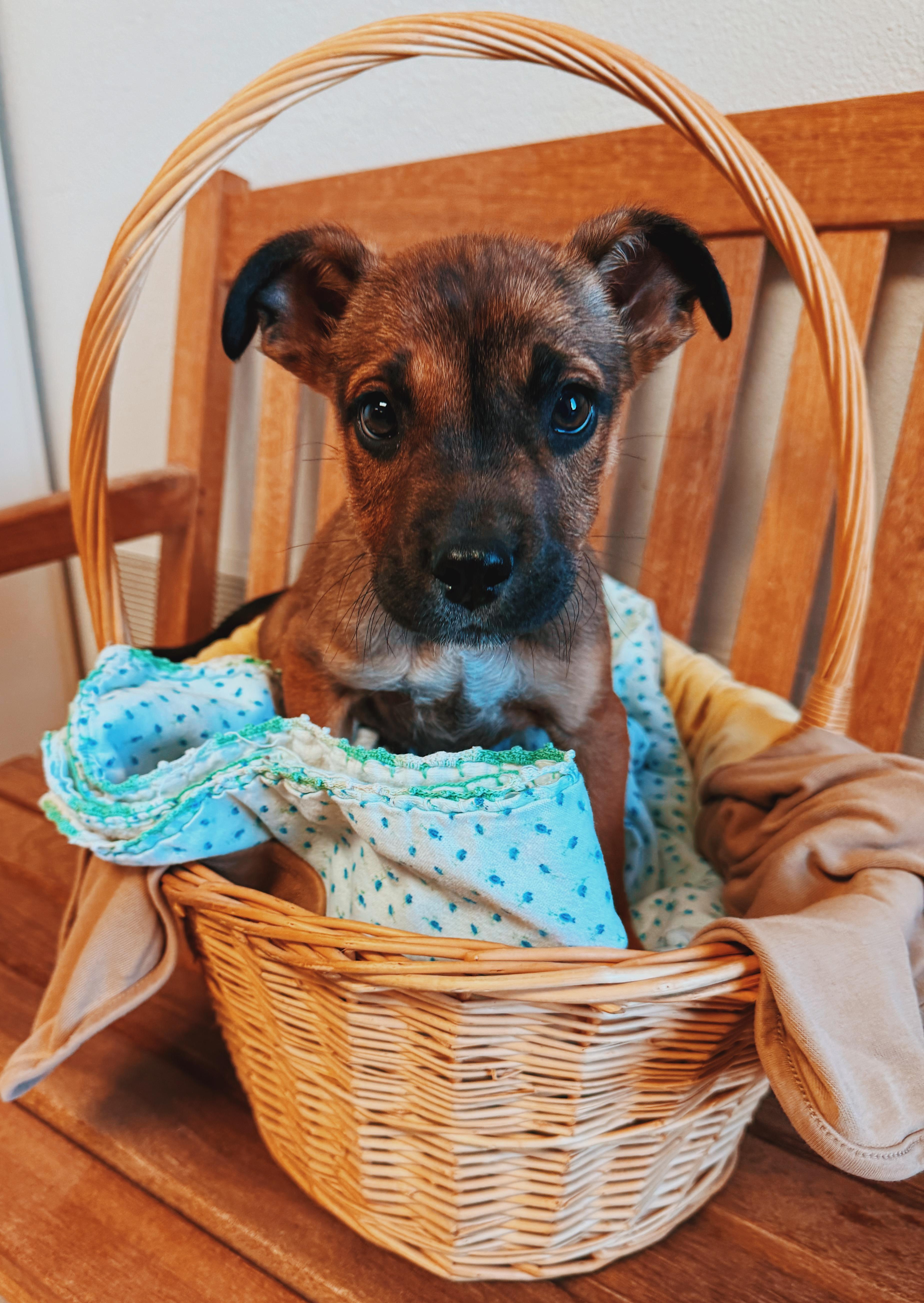 Puppies!, ADOPTABLE, Puppy Male German Shepherd Dog & Boxer.