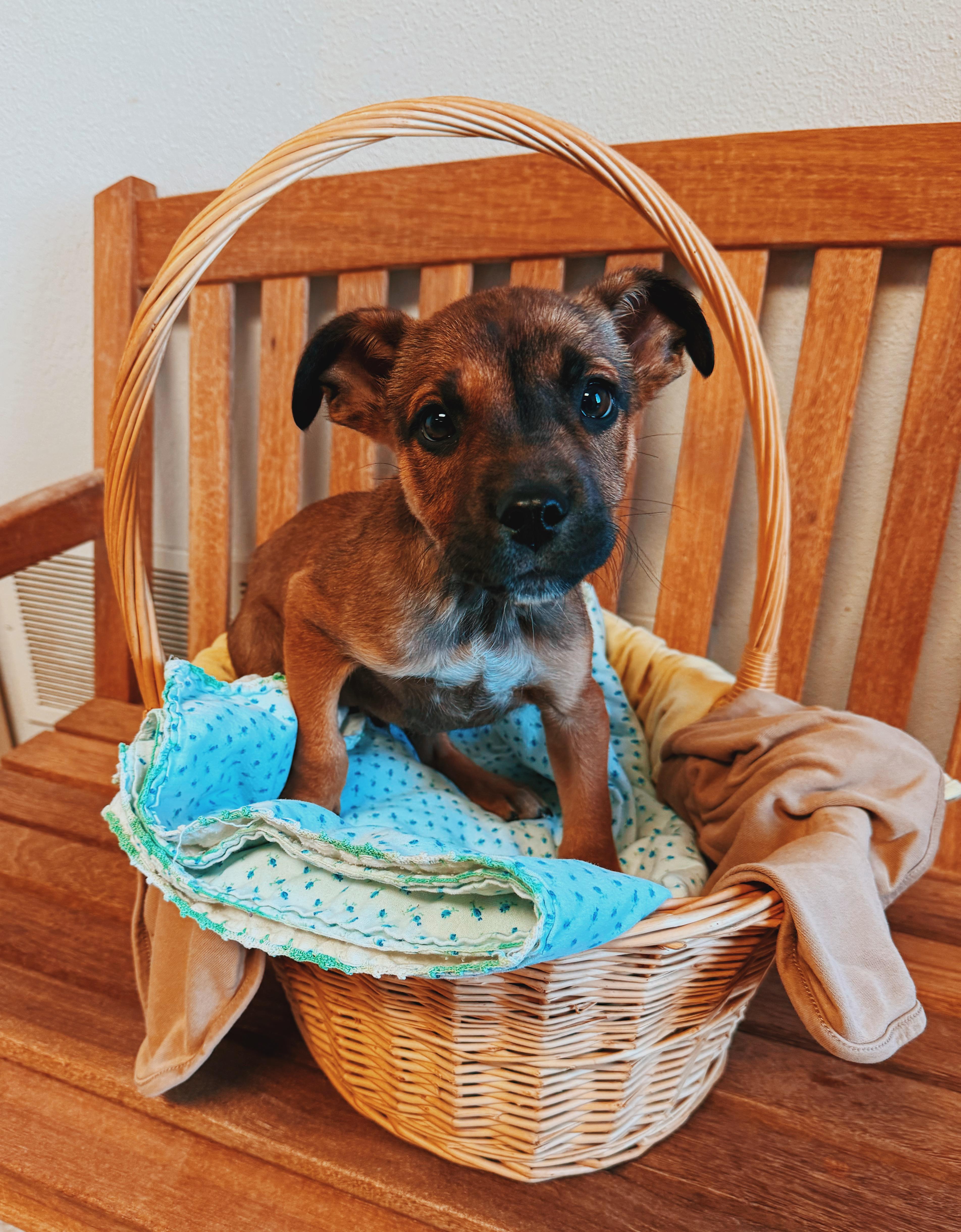 Enlarge Puppies!, a ADOPTABLE mixed breed in Hays, KS image 6/6