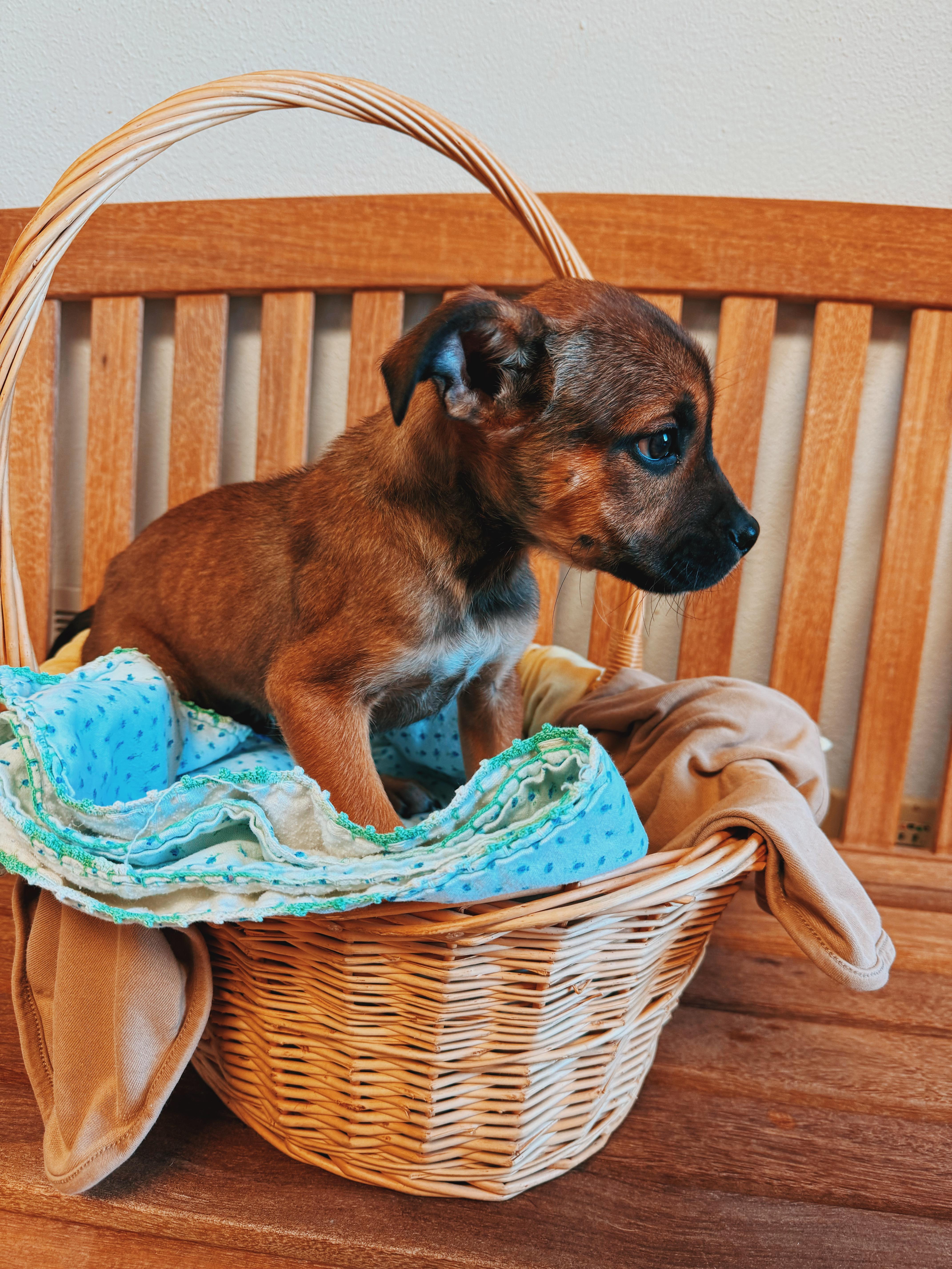 Enlarge Puppies!, a ADOPTABLE mixed breed in Hays, KS image 5/6