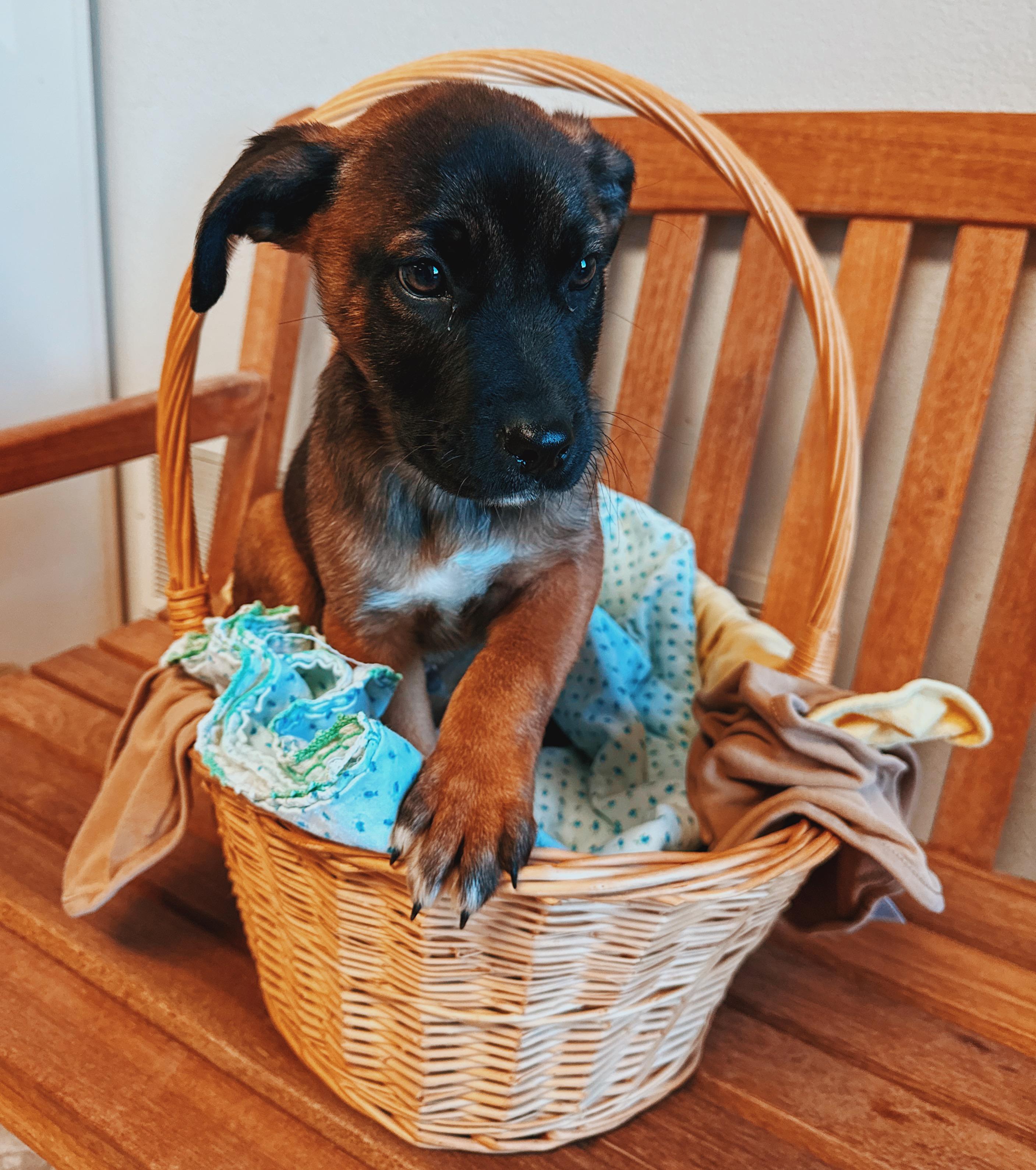 Enlarge Puppies!, a ADOPTABLE mixed breed in Hays, KS image 4/6