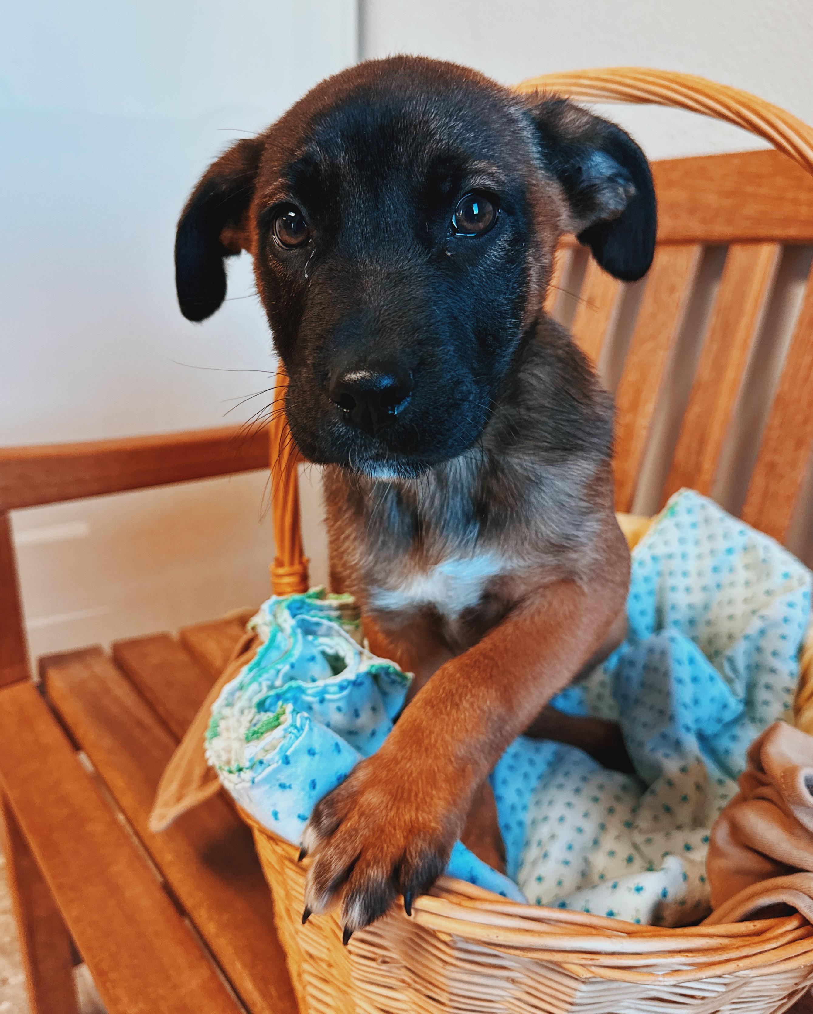Enlarge Puppies!, a ADOPTABLE mixed breed in Hays, KS image 2/6