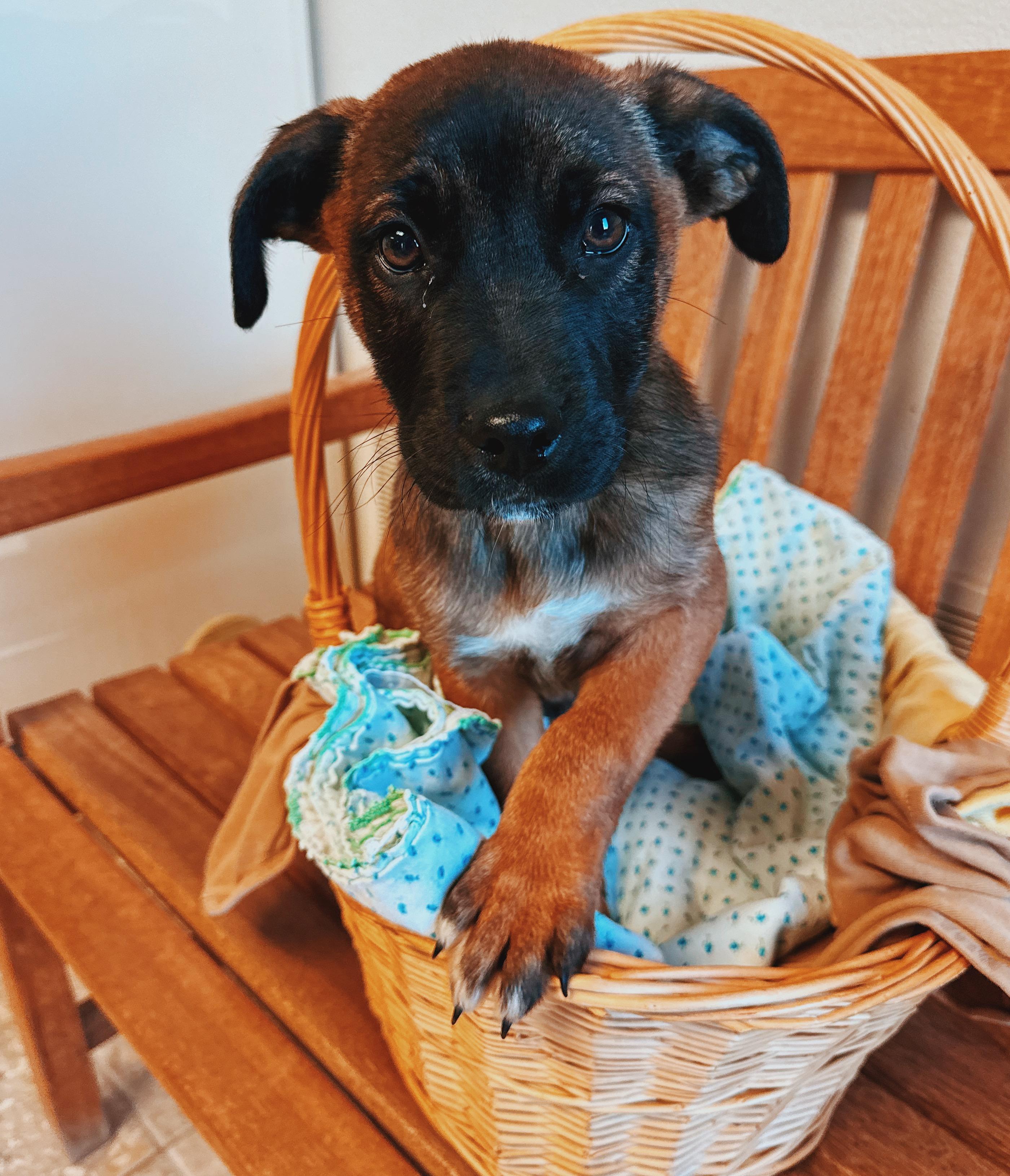 Enlarge Puppies!, a ADOPTABLE mixed breed in Hays, KS image 3/6