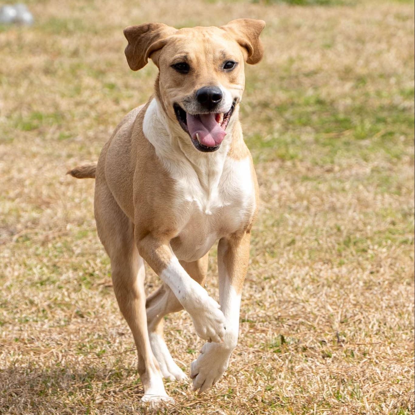 Baby Girl #2, adoptable, Adult Female Mixed Breed.