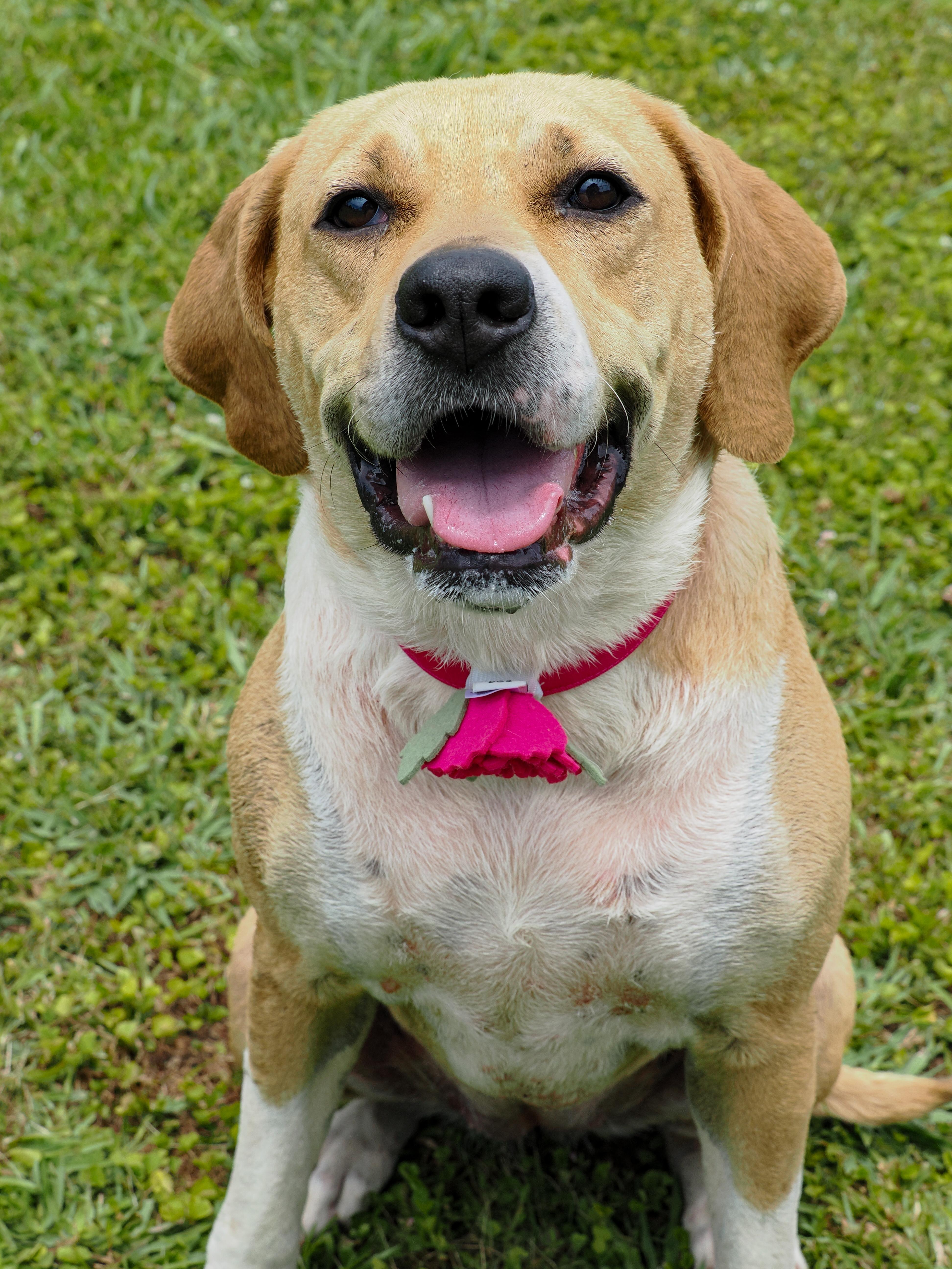 Enlarge Baby Girl, an adoptable Mixed Breed in Myrtle Beach, SC image 1/4