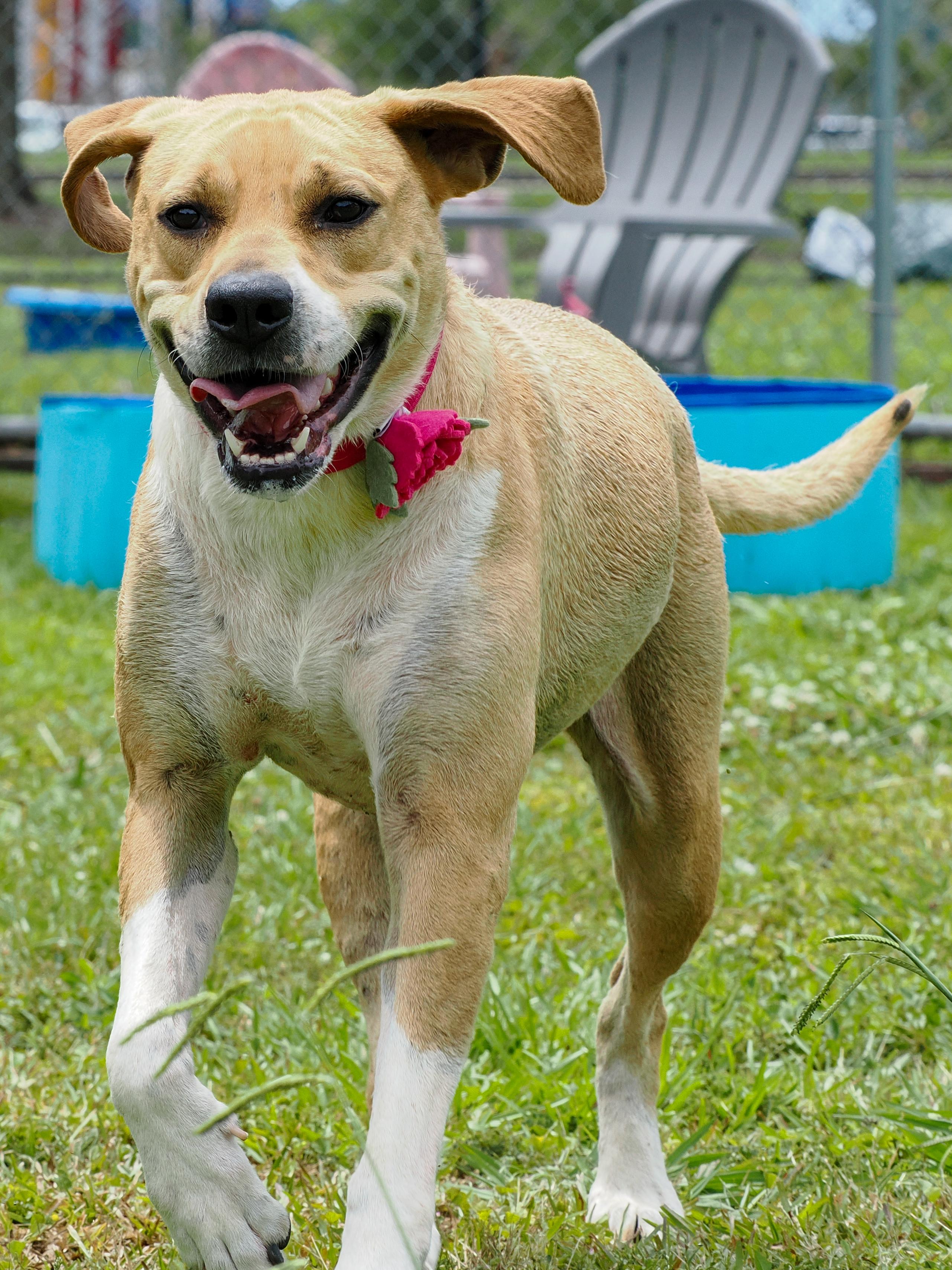 Enlarge Baby Girl, an adoptable Mixed Breed in Myrtle Beach, SC image 4/4