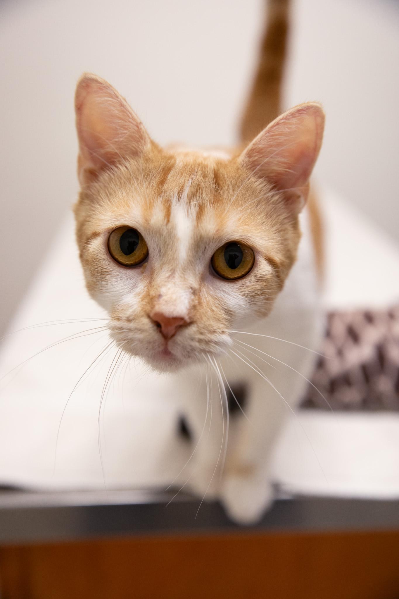Creamsicle, ADOPTABLE, Adult Female Domestic Short Hair.