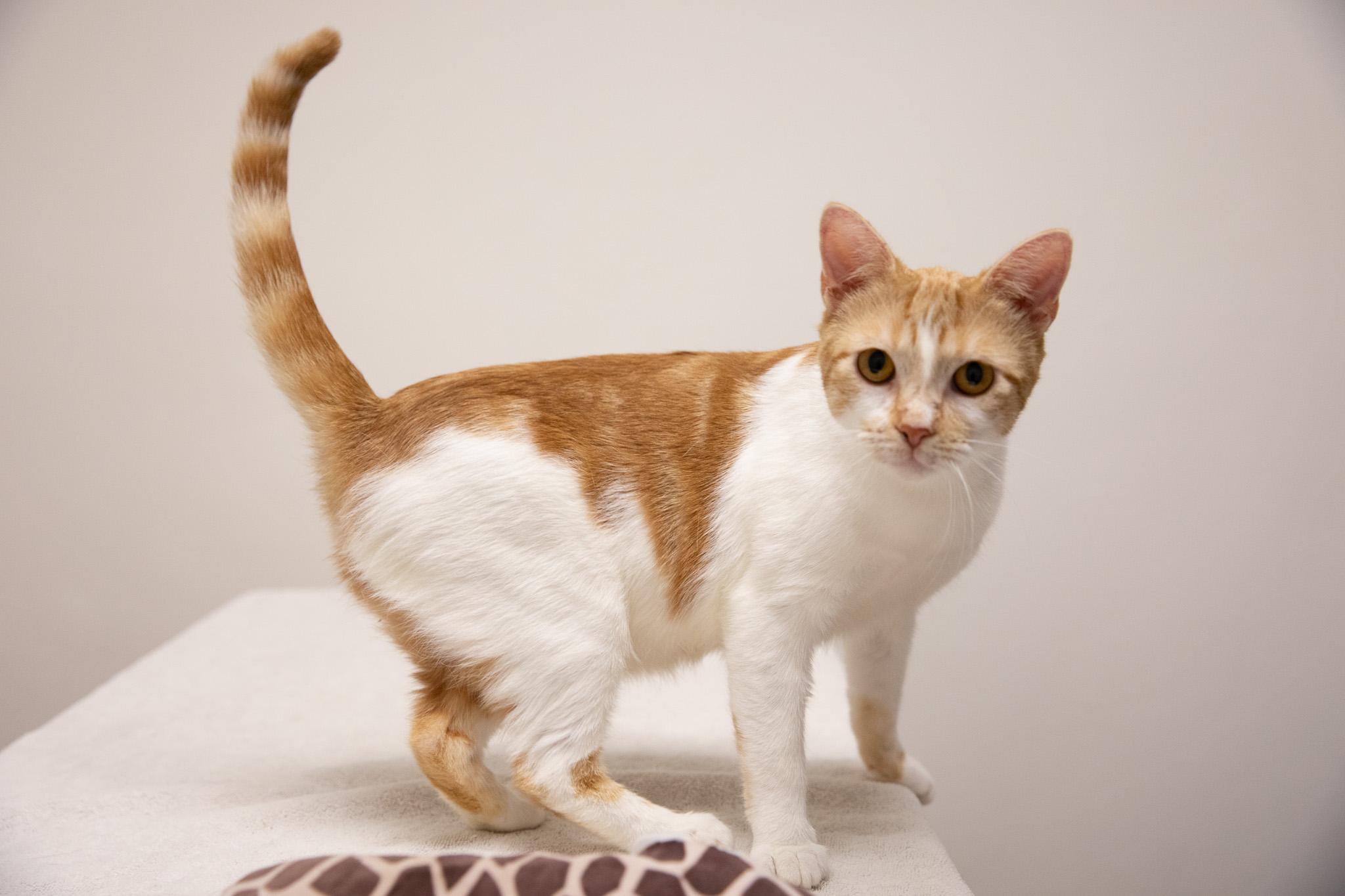 Enlarge Creamsicle, a ADOPTABLE Domestic Short Hair in Montclair, NJ image 2/6