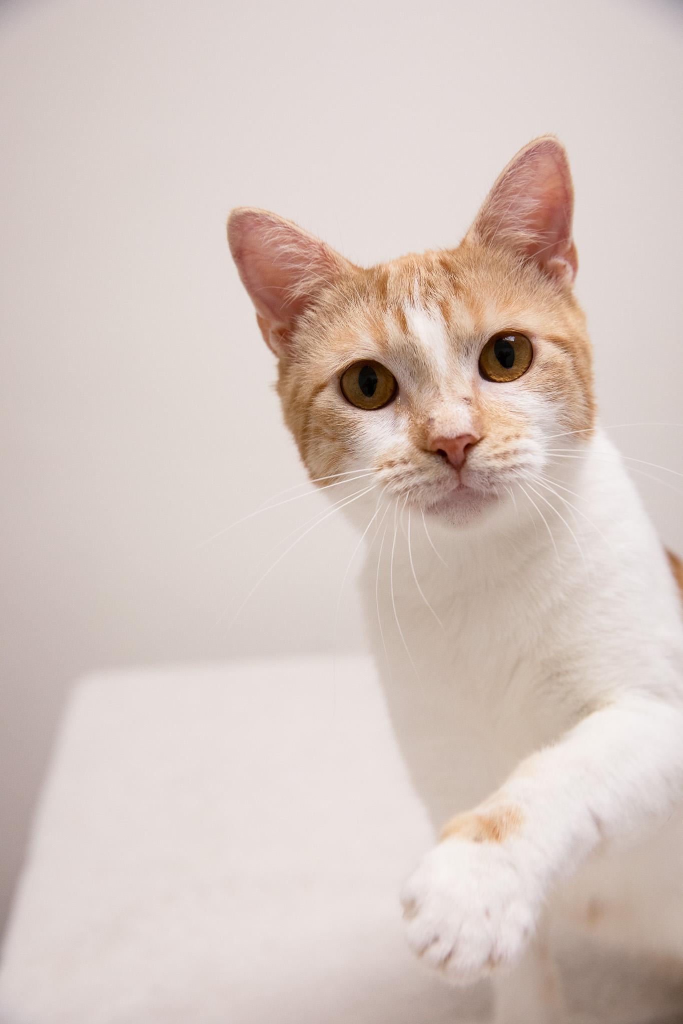 Enlarge Creamsicle, a ADOPTABLE Domestic Short Hair in Montclair, NJ image 6/6