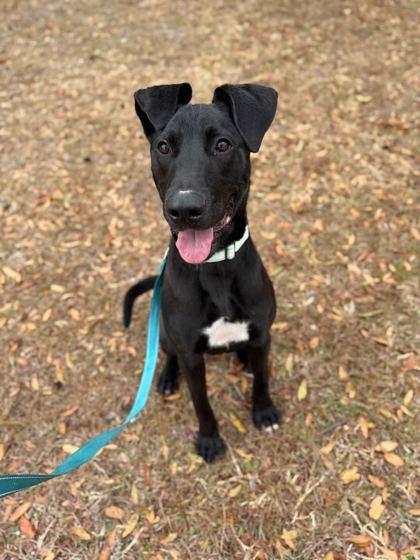 Creed - 3, Adoptable, Young Male Labrador Retriever & Mixed Breed.