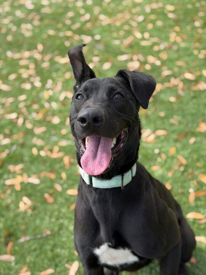 Creed - 3, a Adoptable mixed breed in Daytona Beach, FL image 2/2