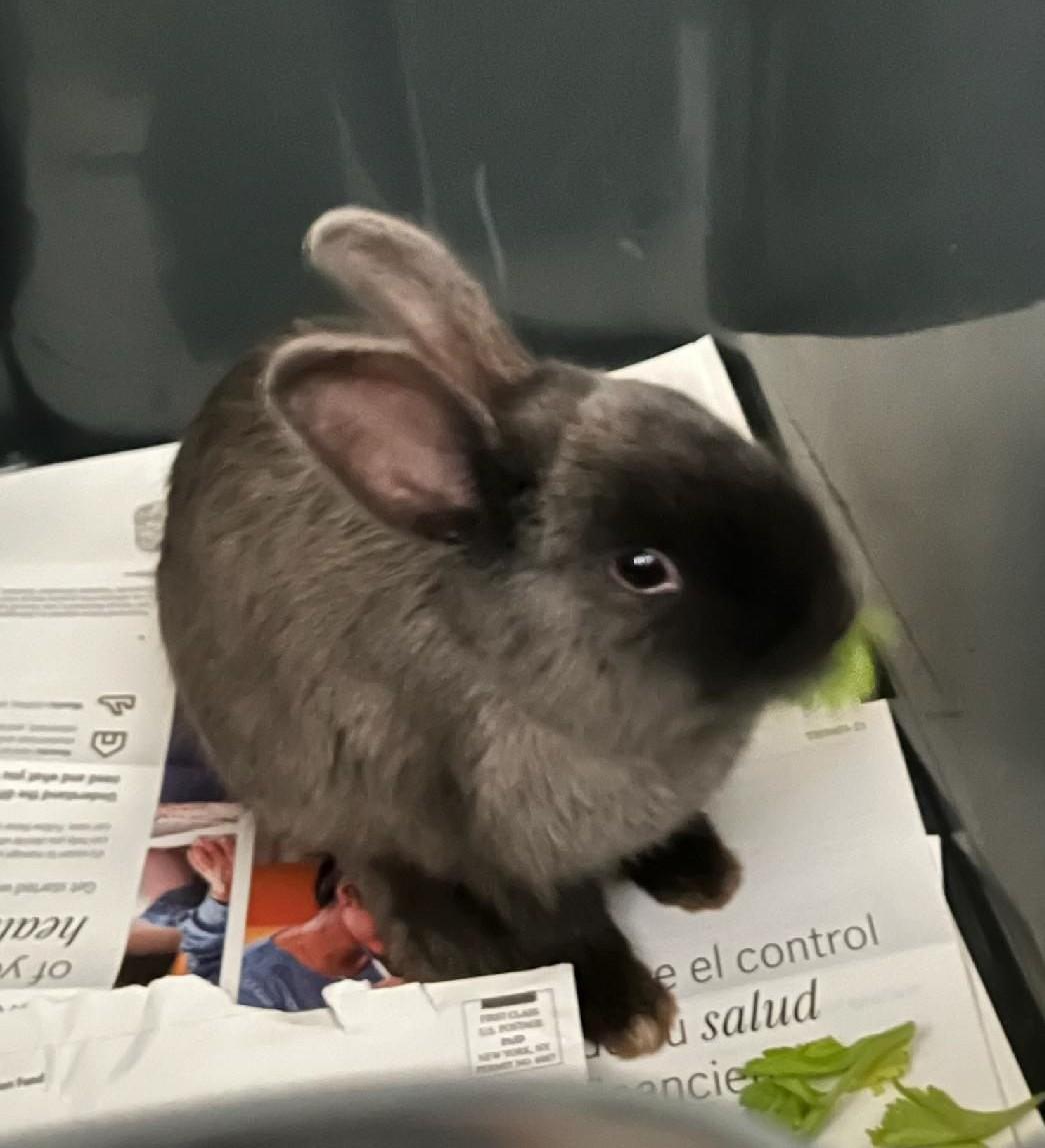 Bunny, a Adoptable Bunny Rabbit in Closter, NJ image 1/3
