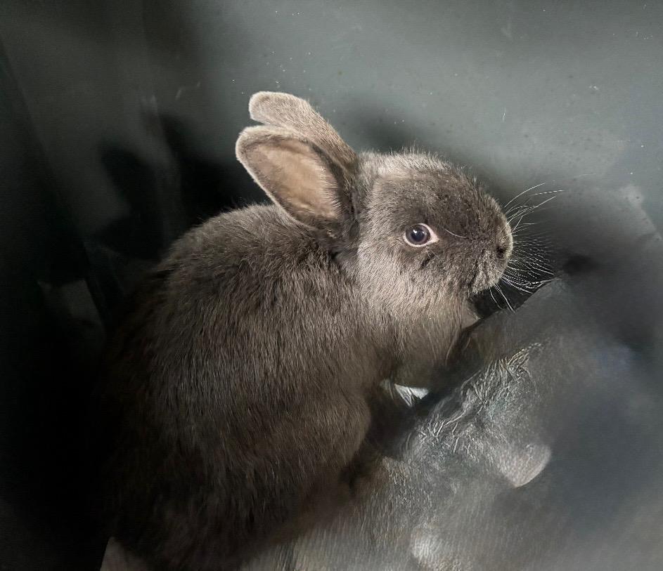 Bunny, a Adoptable Bunny Rabbit in Closter, NJ image 2/3