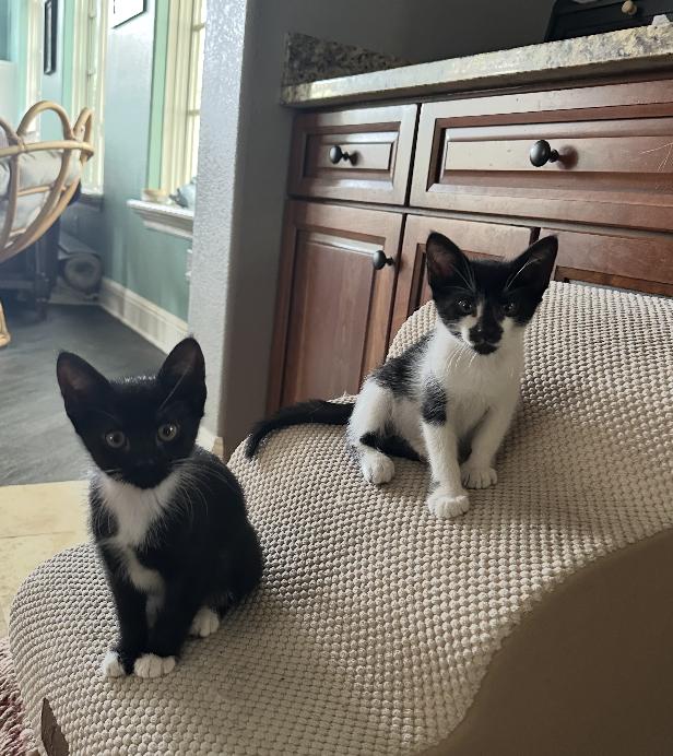 Enlarge Magic and Daisy, a Adoptable mixed breed in Orlando, FL image 2/3
