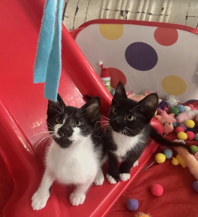 Enlarge Magic and Daisy, a Adoptable mixed breed in Orlando, FL image 3/3