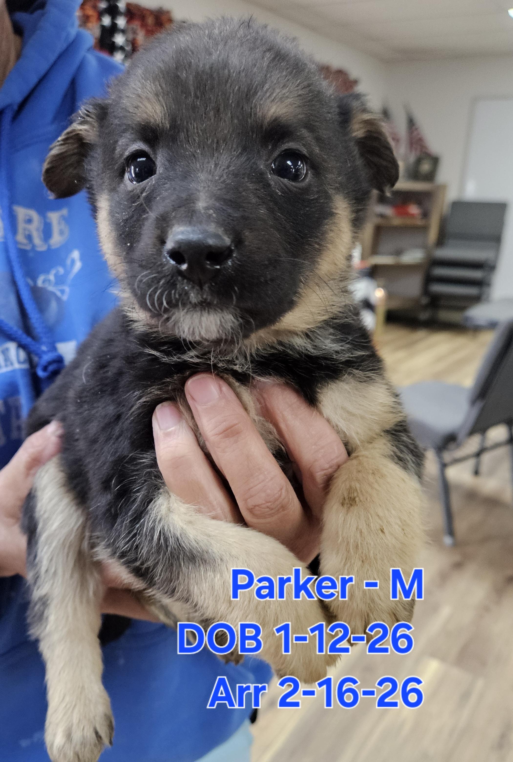 Parker, Adoptable, Puppy Male German Shepherd Dog & Rottweiler.