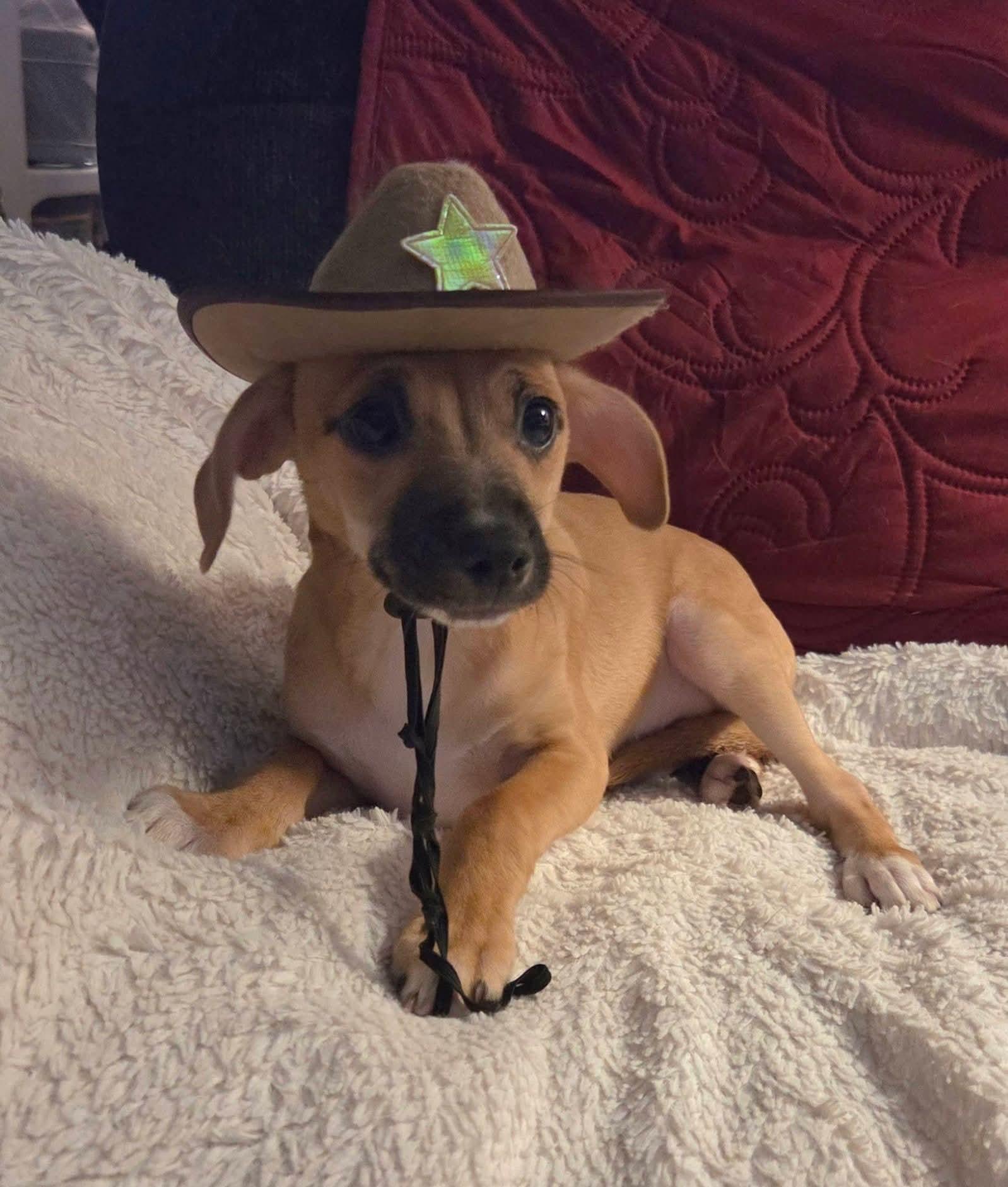 Sheriff Nash, ADOPTABLE, Puppy Male Terrier & Chihuahua.