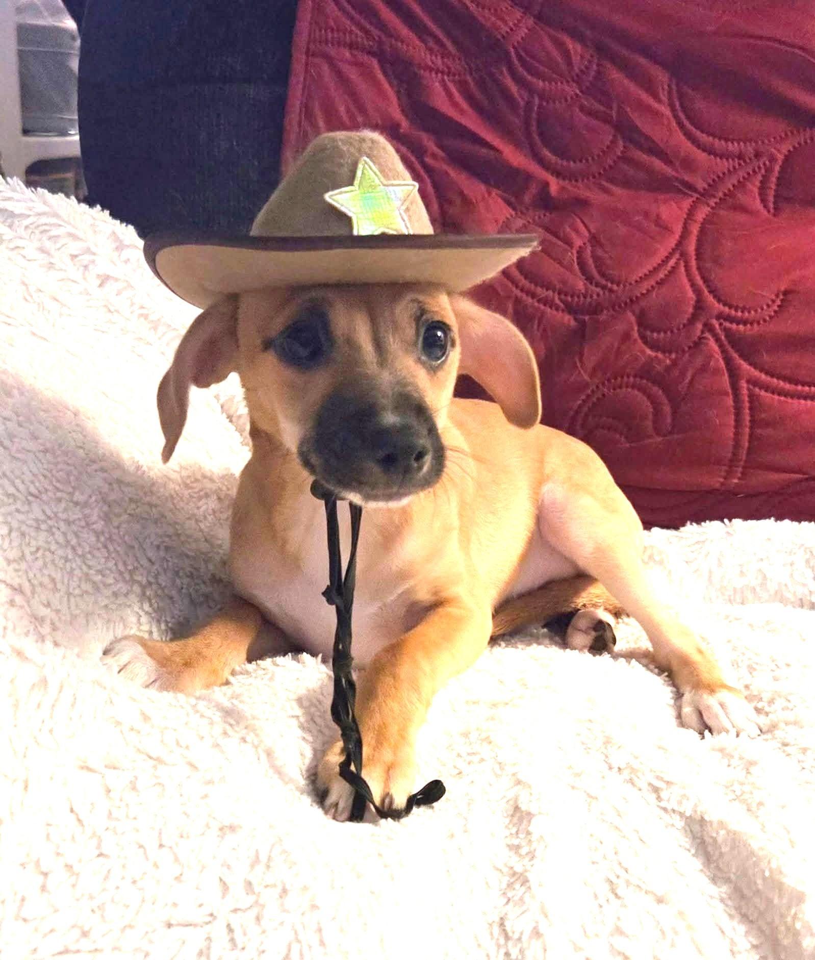 Sheriff Nash, ADOPTABLE, Puppy Male Terrier & Chihuahua.