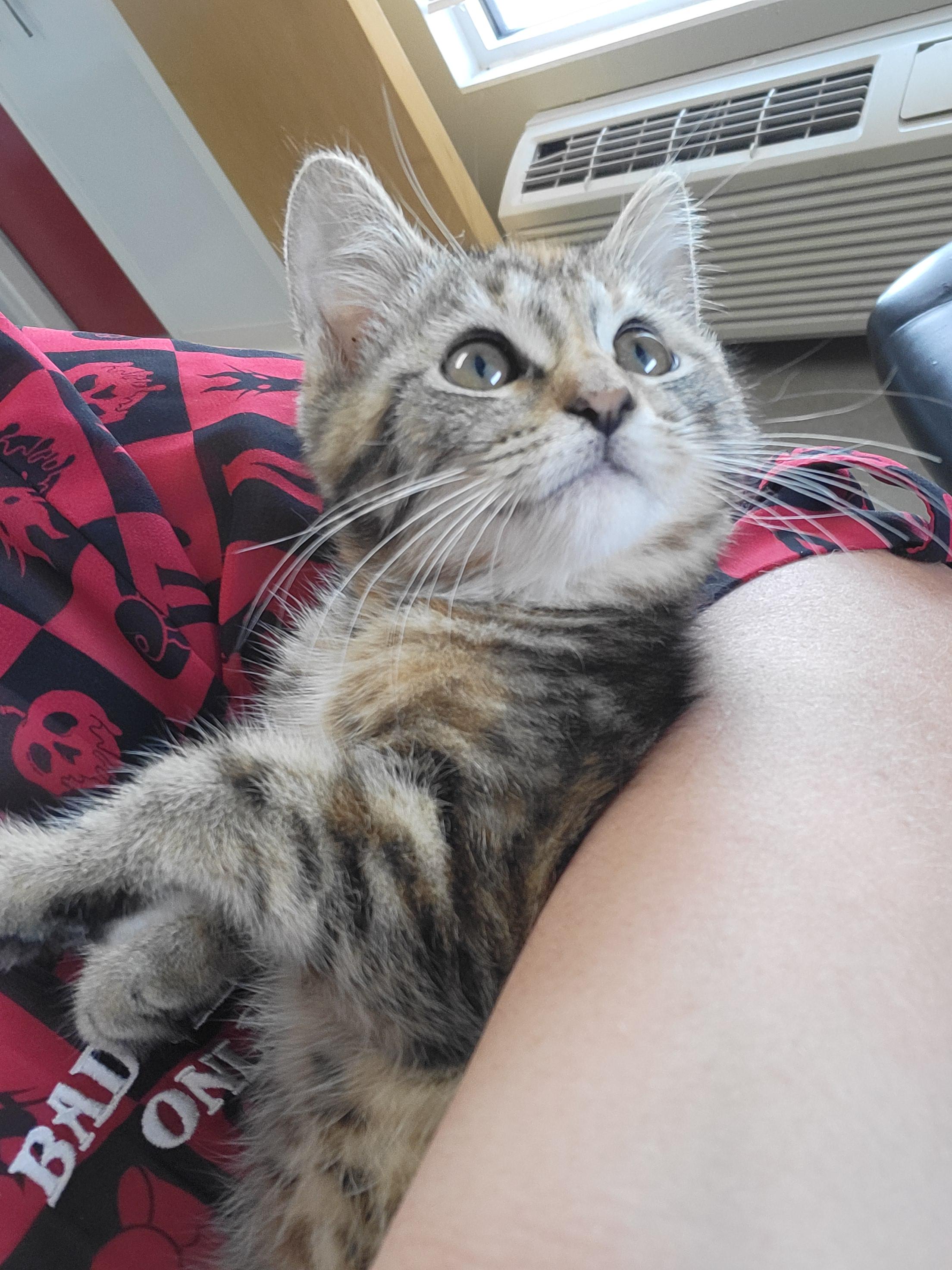 Rajah, a Adoptable mixed breed in Sterling, CO image 2/2