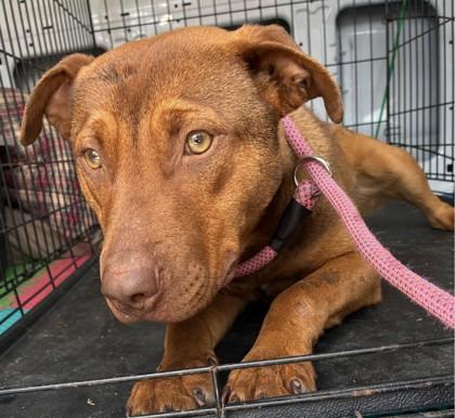 Nellie Wren, Adoptable, Adult Female Labrador Retriever & Mixed Breed.