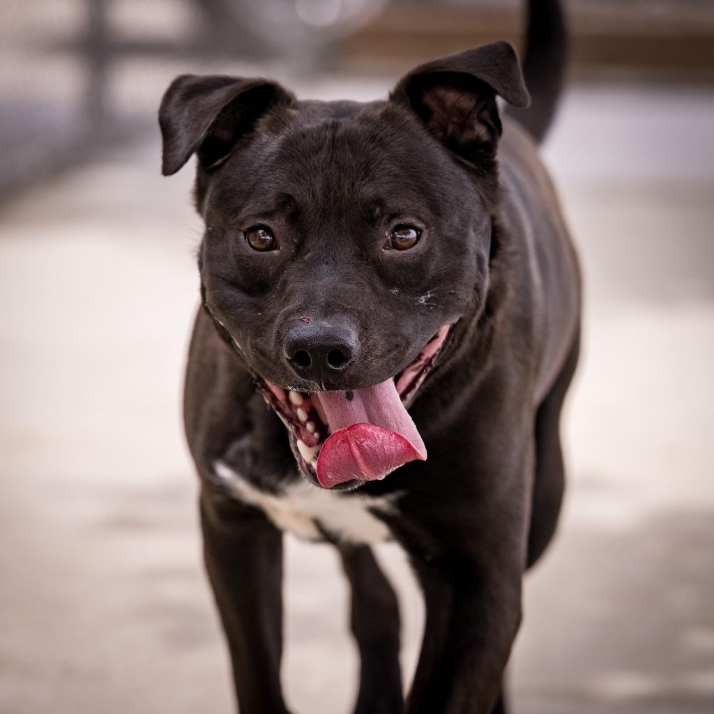 Spot-a-Kiss, Adoptable, Young Male Pit Bull Terrier & Australian Cattle Dog / Blue Heeler.