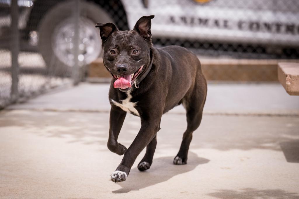 Spot-a-Kiss, a Adoptable mixed breed in Twentynine Palms, CA image 2/6