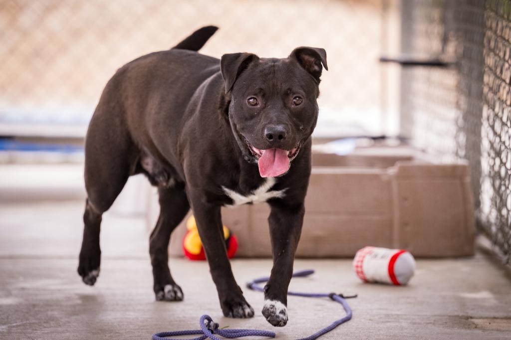 Spot-a-Kiss, a Adoptable mixed breed in Twentynine Palms, CA image 3/6