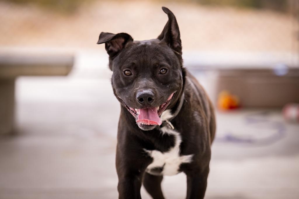 Spot-a-Kiss, a Adoptable mixed breed in Twentynine Palms, CA image 4/6