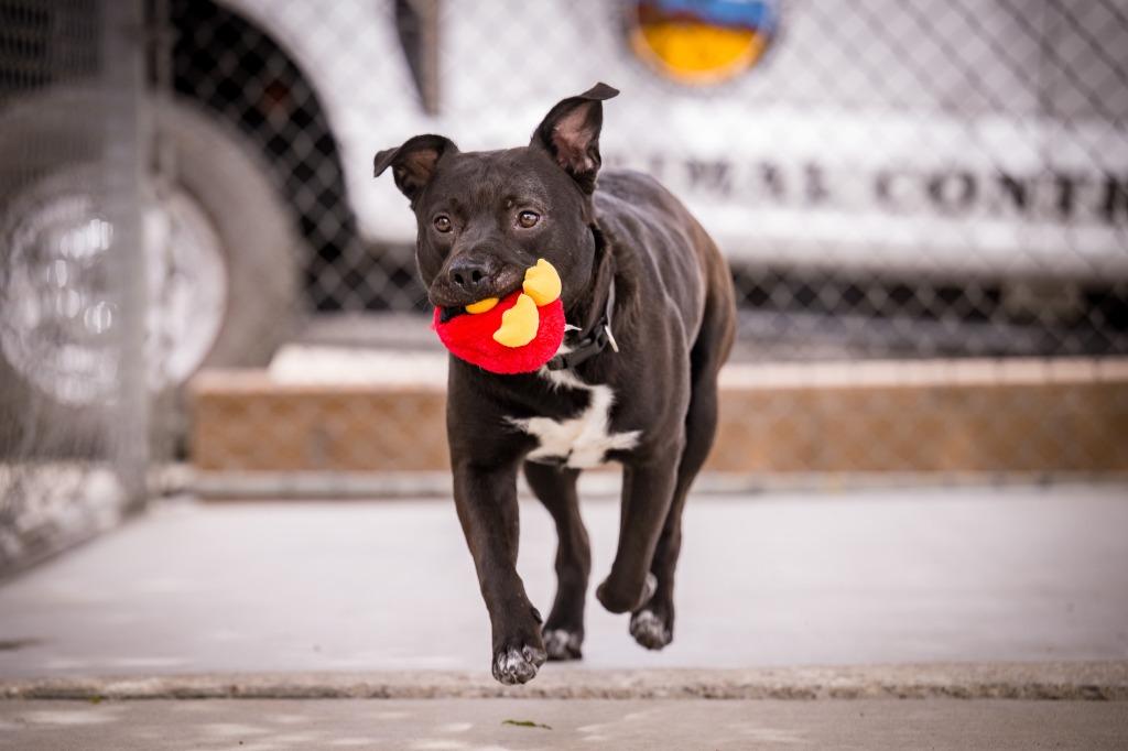 Spot-a-Kiss, a Adoptable mixed breed in Twentynine Palms, CA image 5/6