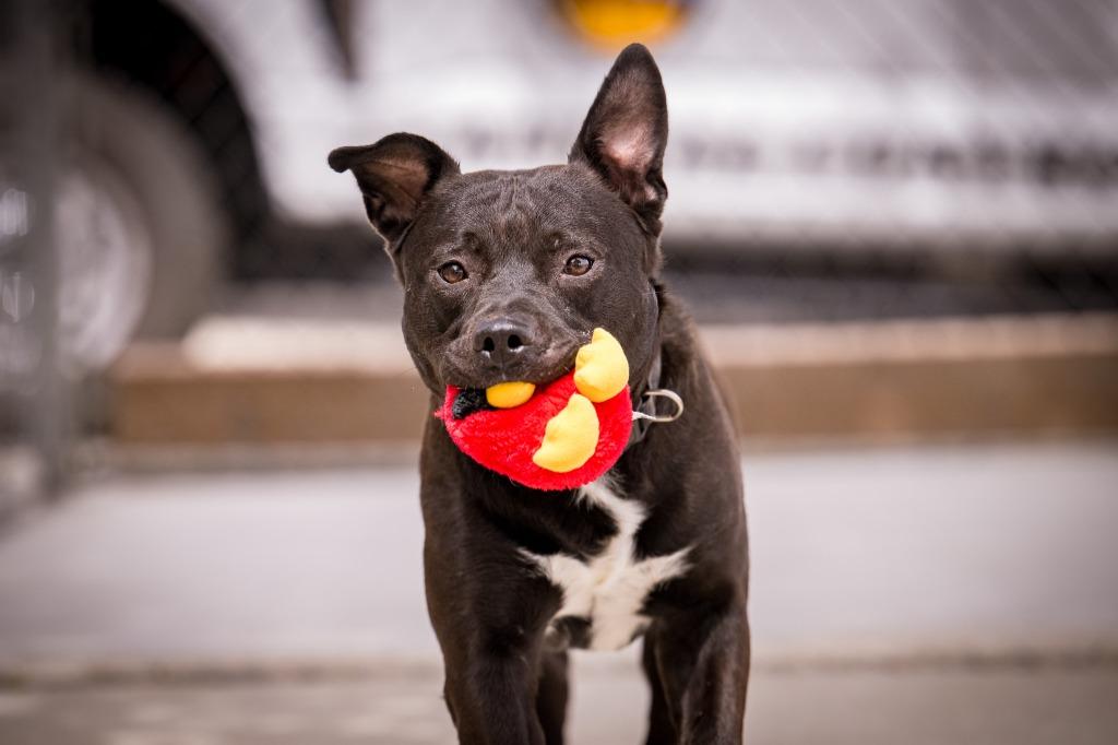 Spot-a-Kiss, a Adoptable mixed breed in Twentynine Palms, CA image 6/6