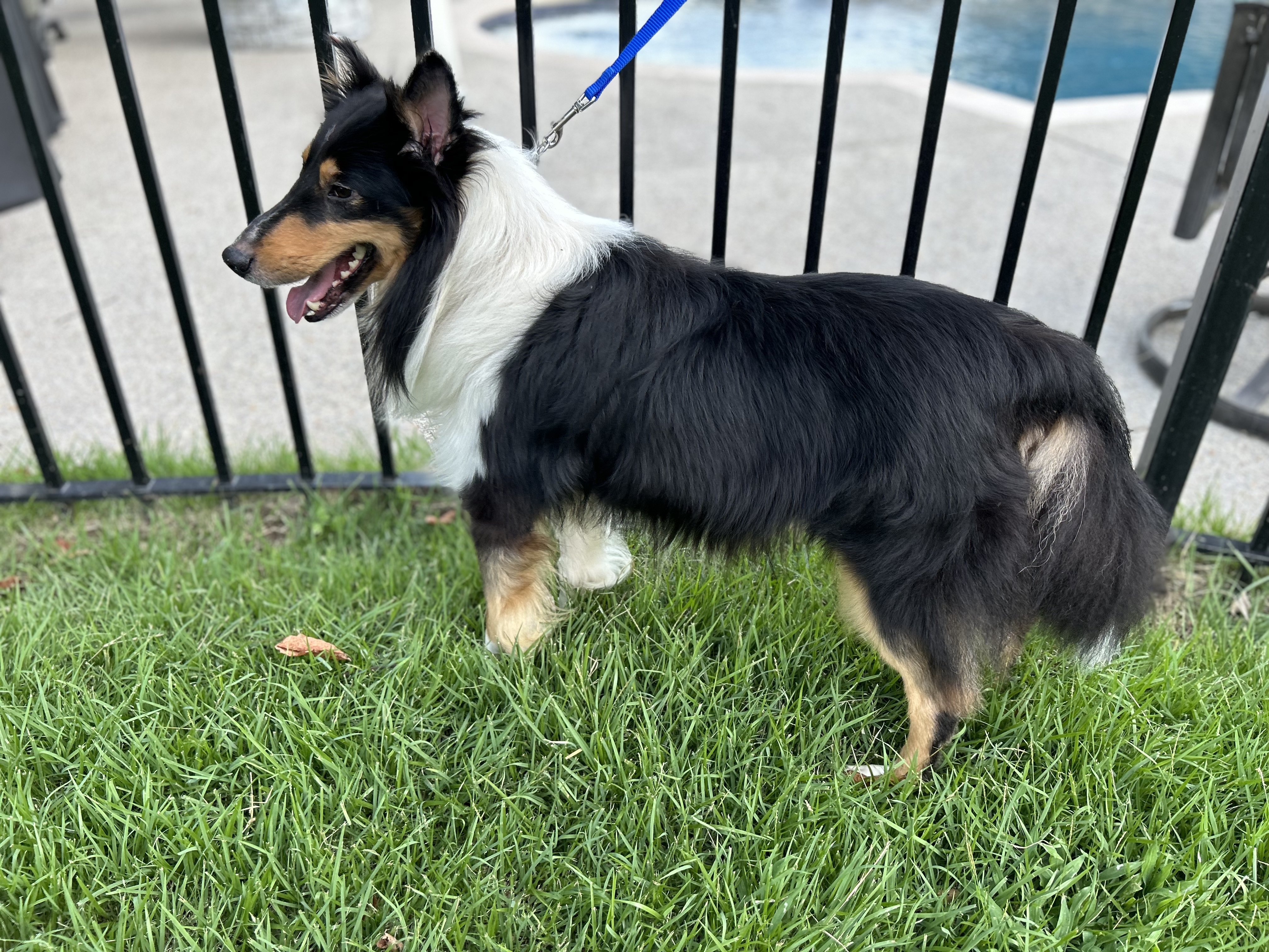 Enlarge Teddy, a Adoptable Shetland Sheepdog / Sheltie in Collierville, TN image 1/1