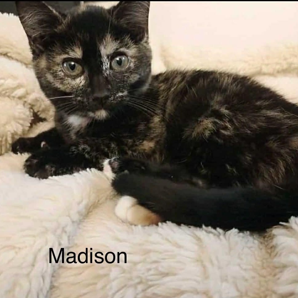 Enlarge Madison, a Adoptable Tortoiseshell in Livonia, MI image 1/4