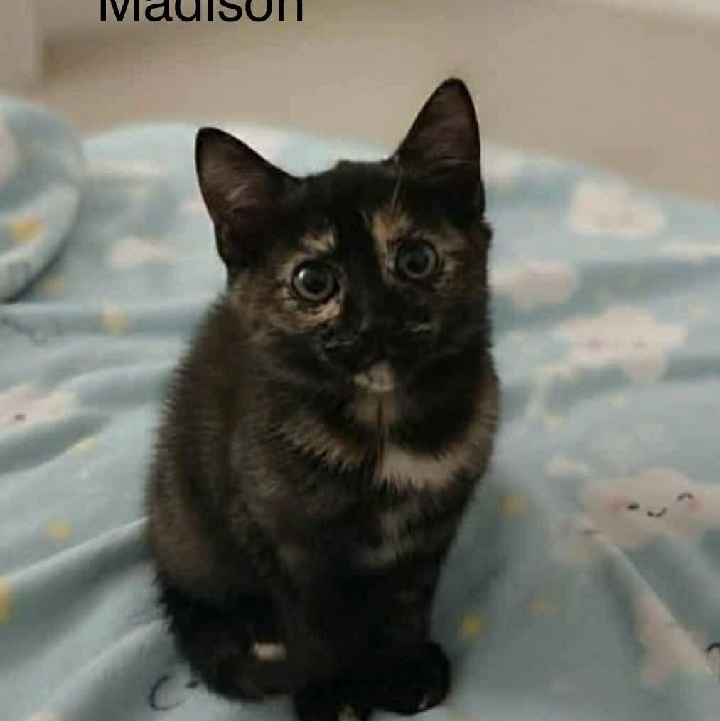 Enlarge Madison, a Adoptable Tortoiseshell in Livonia, MI image 2/4