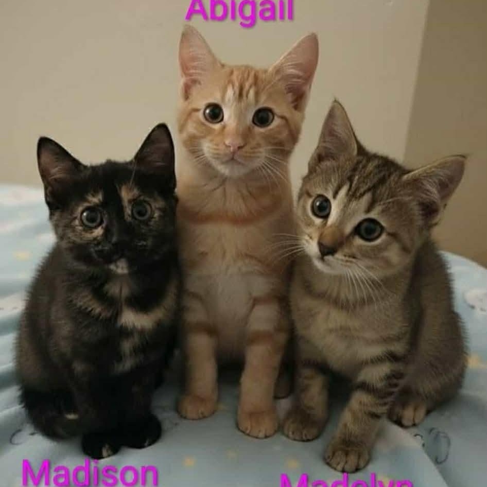 Enlarge Madison, a Adoptable Tortoiseshell in Livonia, MI image 3/4