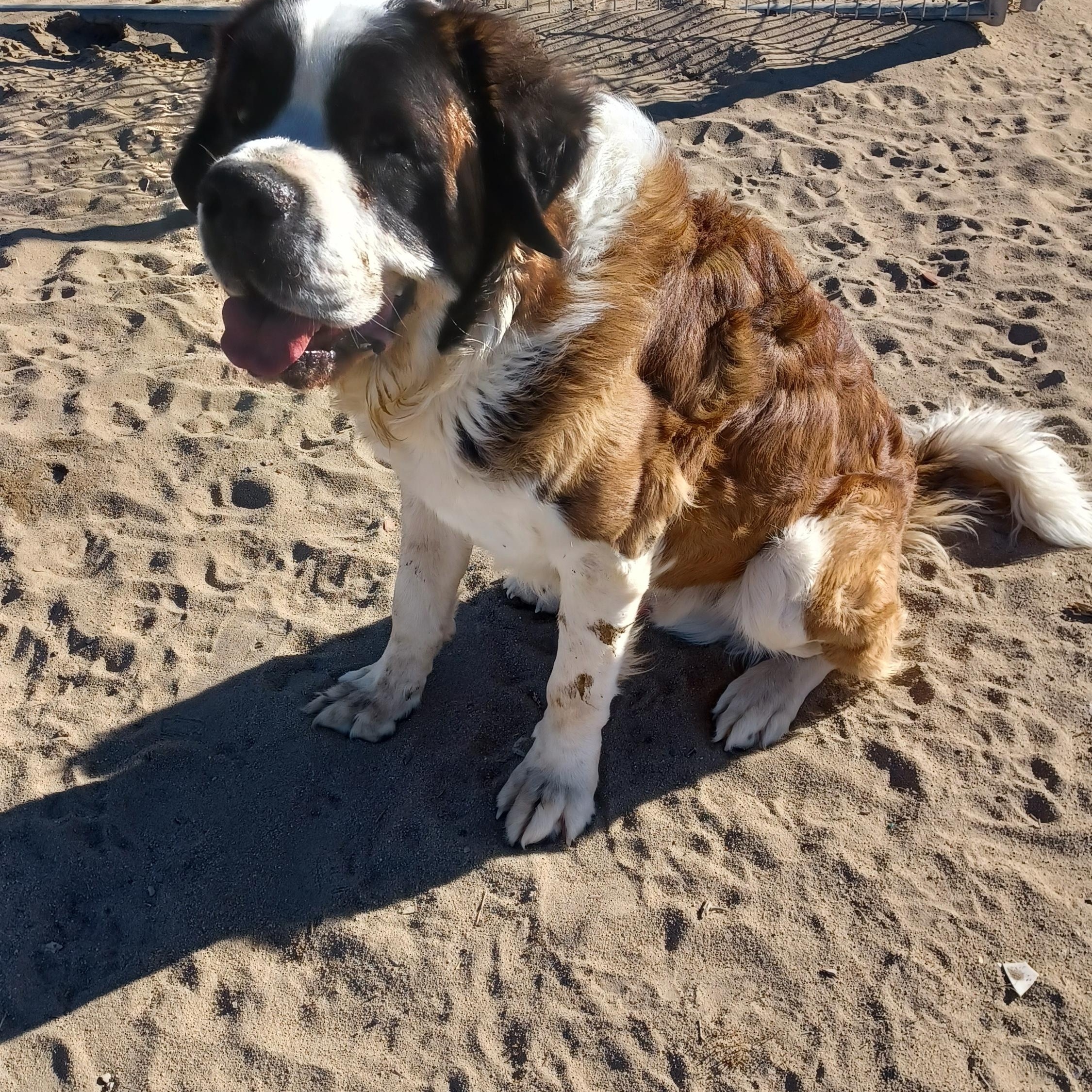 BERNIE, Adopted, Young Male Saint Bernard.