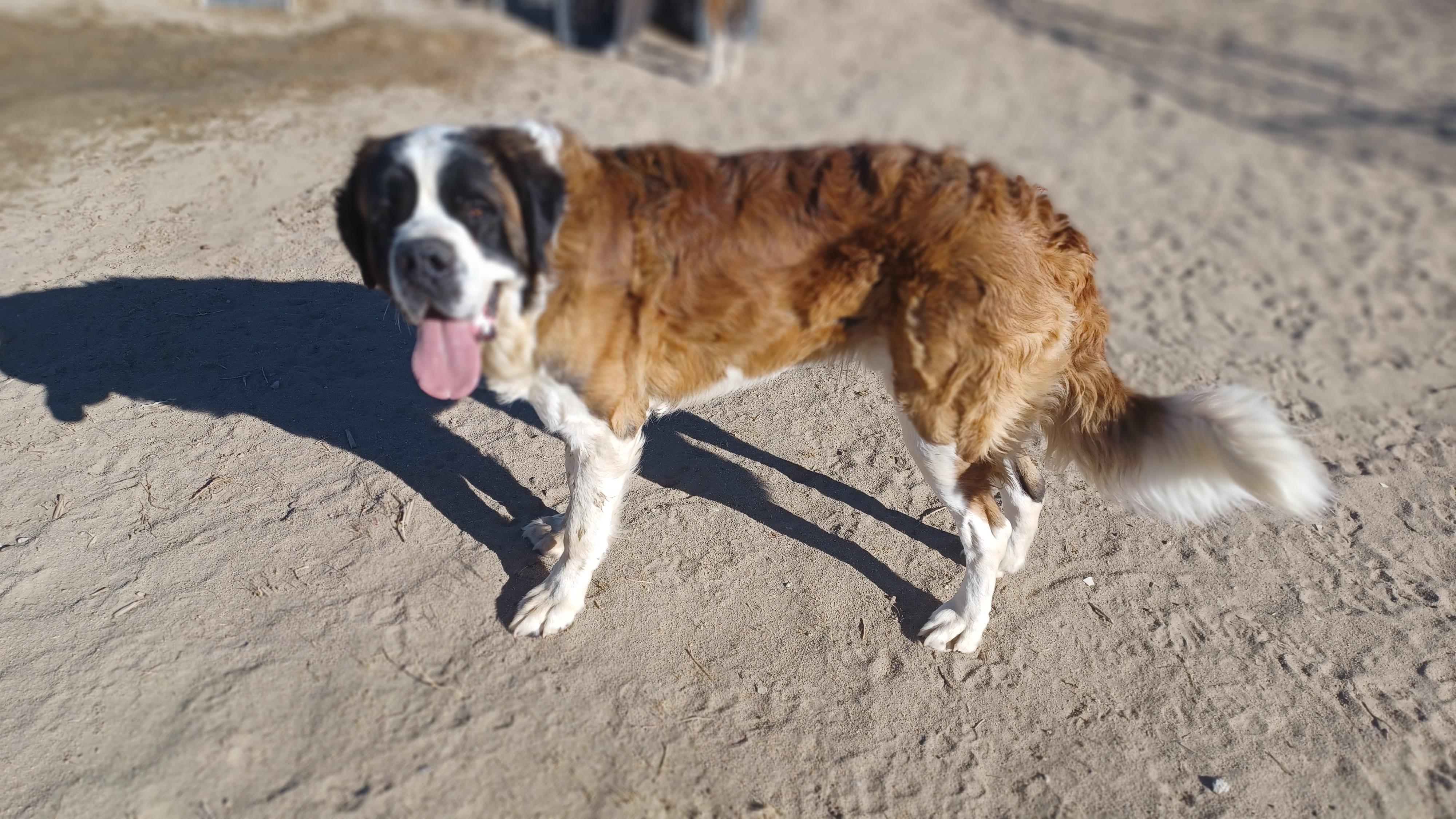 BERNIE, a Adopted Saint Bernard in Sparks, NV image 2/3