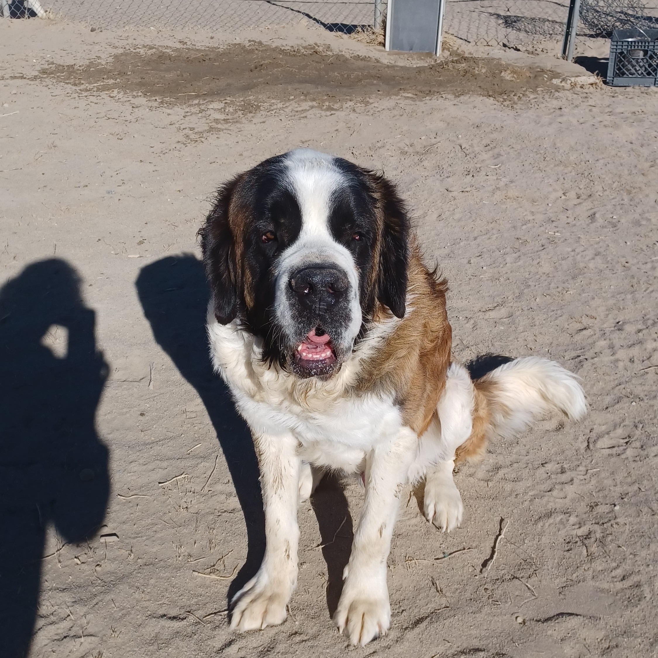 BERNIE, Adopted, Young Male Saint Bernard.