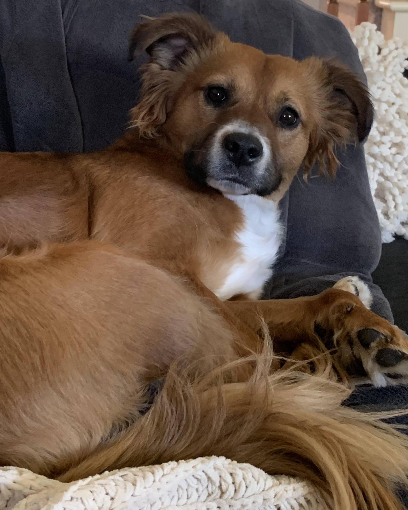 Enlarge Molly, an adopted mixed breed in Fairview Park, OH image 2/2