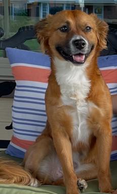 Molly, adopted, Adult Female Spaniel.