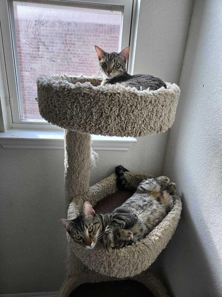 Pummins 3011, Adoptable, Adult Female Domestic Short Hair.