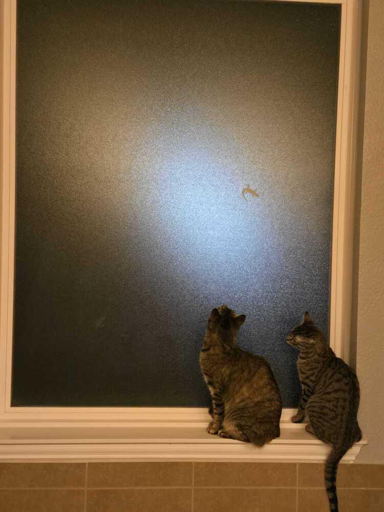 Enlarge Pummins 3011, a Adoptable Domestic Short Hair in Dallas, TX image 1/6