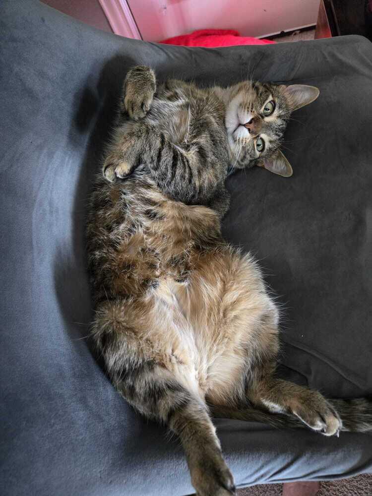 Enlarge Pummins 3011, a Adoptable Domestic Short Hair in Dallas, TX image 2/6