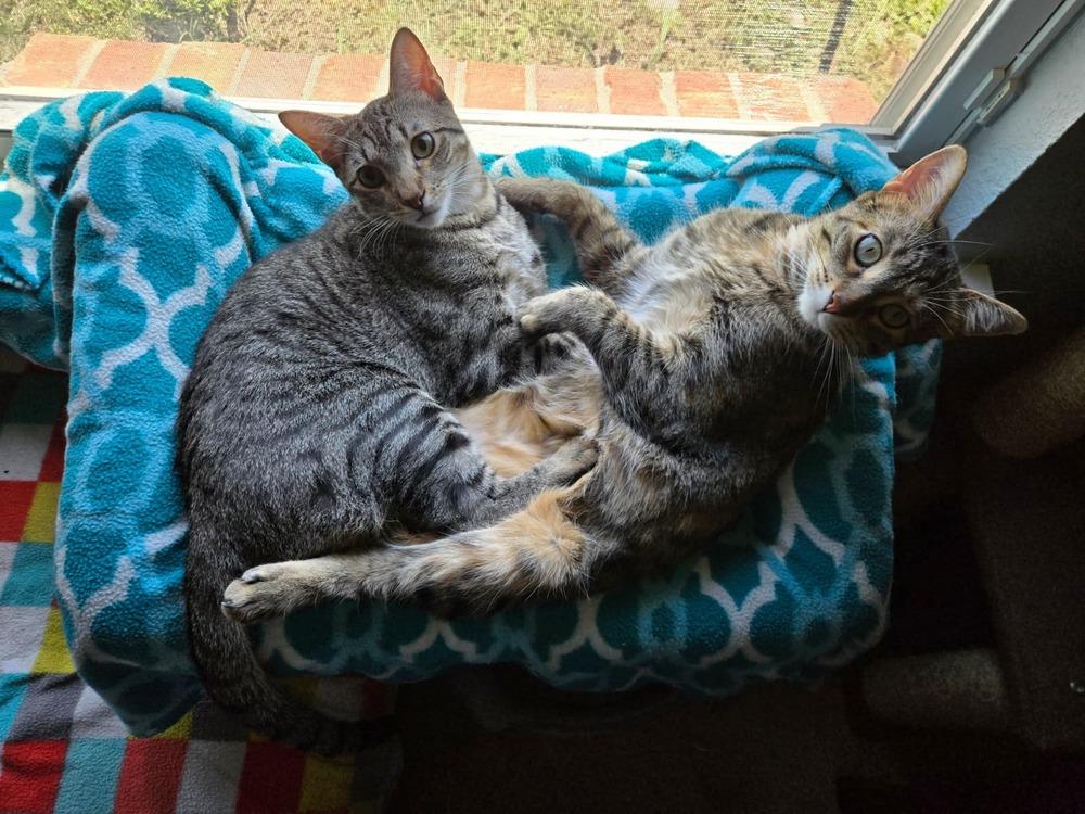 Enlarge Pummins 3011, a Adoptable Domestic Short Hair in Dallas, TX image 3/6